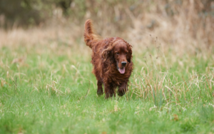 irish setter