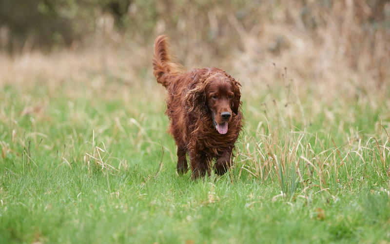 Meet: The Irish Setter - Breeds - tails.com