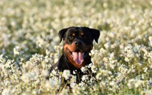 are dogs colourblind