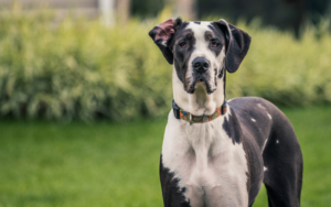 are dogs colour