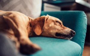 bringing home a rescue dog