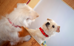 do dogs recognise themselves in the mirror
