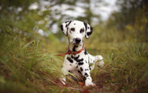 can dogs get pimples