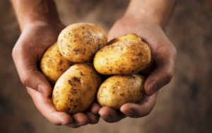 can dogs eat potatoes