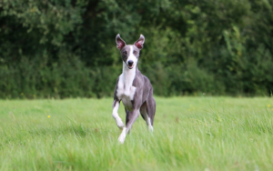 whippet