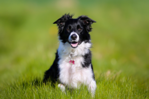 what is dog pancreatitis