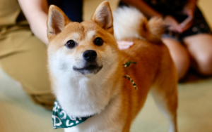 stress in dogs