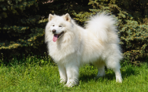 samoyed