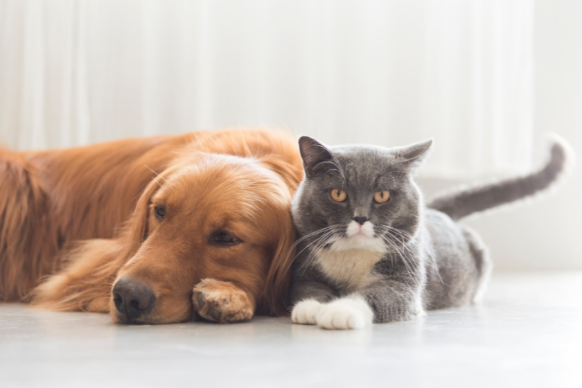 Do Dogs and Cats Really Hate Each Other?