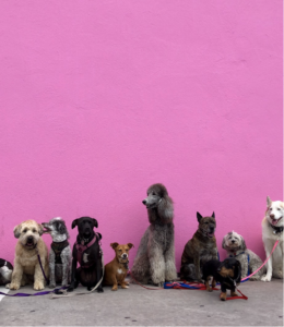 dog-friendly coffee morning