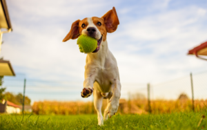 why do dogs like balls so much