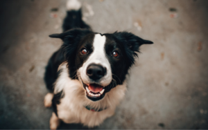how many teeth do dogs have