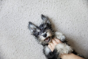 do dogs like belly rubs