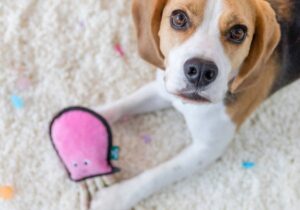 Beagle looking up at camera with squeaky octopus toy between front paws
