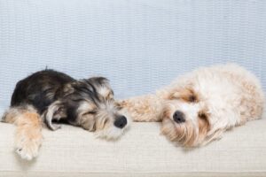 do dogs dream?