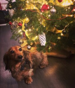 are christmas trees dangerous for dogs