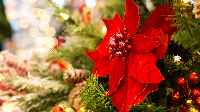 Are poinsettias safe for dogs?