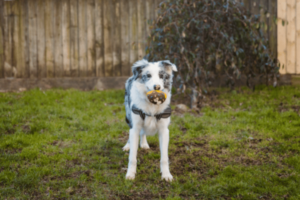 is playing fetch bad for dogs