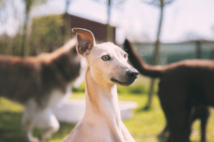 worms in dogs and how to treat them