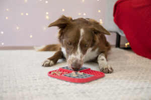 Dog enjoys his LickiMat SloMo