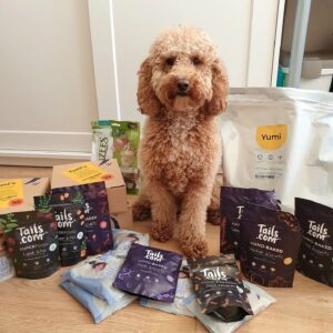 Yumi the Cockapoo sits with his tails.com delivery