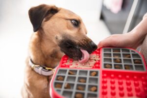 Dog licking wet food from LickiMat