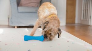Border Terrier licking Beco bone to get treats inside