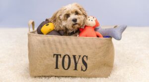 Cavapoo sitting in toy box with Teddy, Monkey and plush bone toys