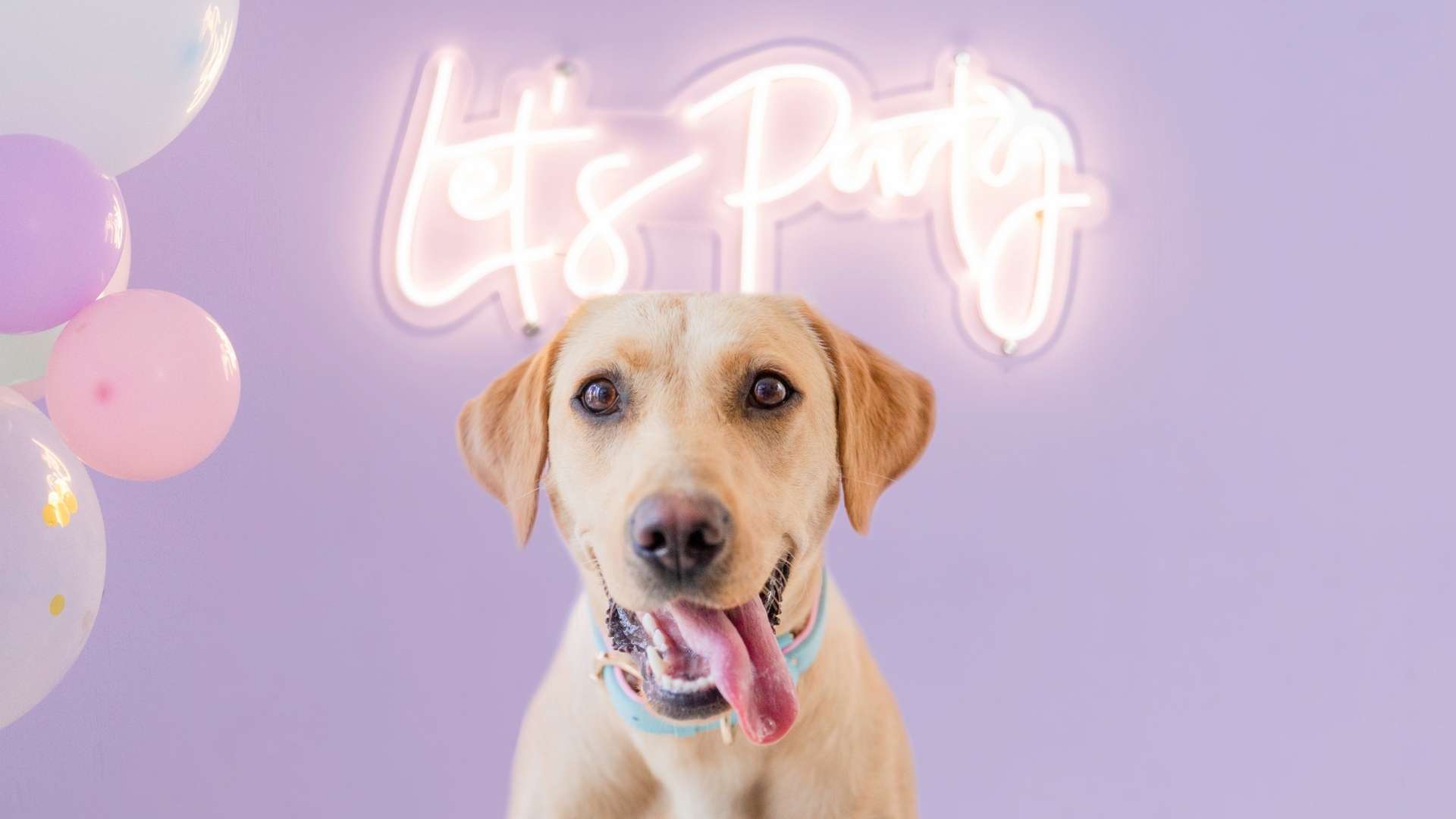 Golden Labrador with tongue out in front of Let's Party sign