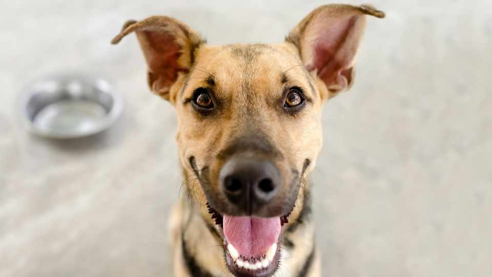 Crossbreed tan dog with mouth open and pricked ears look at camera, empty bowl on floor in background