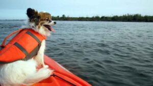 Dog with life jacket sitting on edge of kayak looking out across water