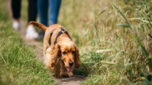 Golden Spaniel walking in field with 2 people in the background behind