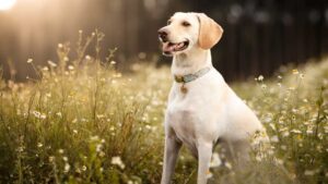 Golden Labrador with mouth slightly open in flower field