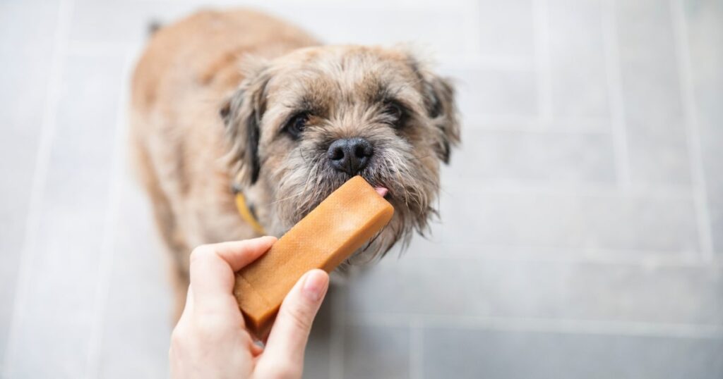 Keep your dog happy on Halloween with a Yaker's chew. 