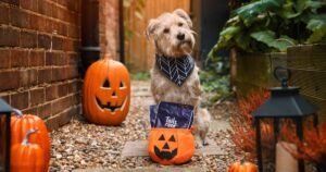 Keeping your dog happy this halloween