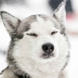 Husky with closed eyes. snowflakes falling around