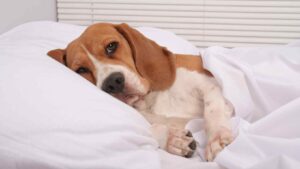 Beagle sleeping in bed, head on pillow tucked under duvet
