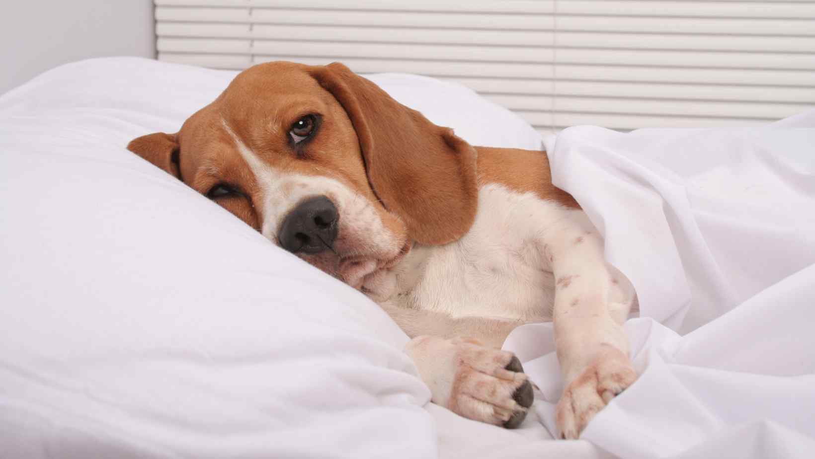 Mattress Firm Gives Away Dog Beds to Battle 'Junk Sleep