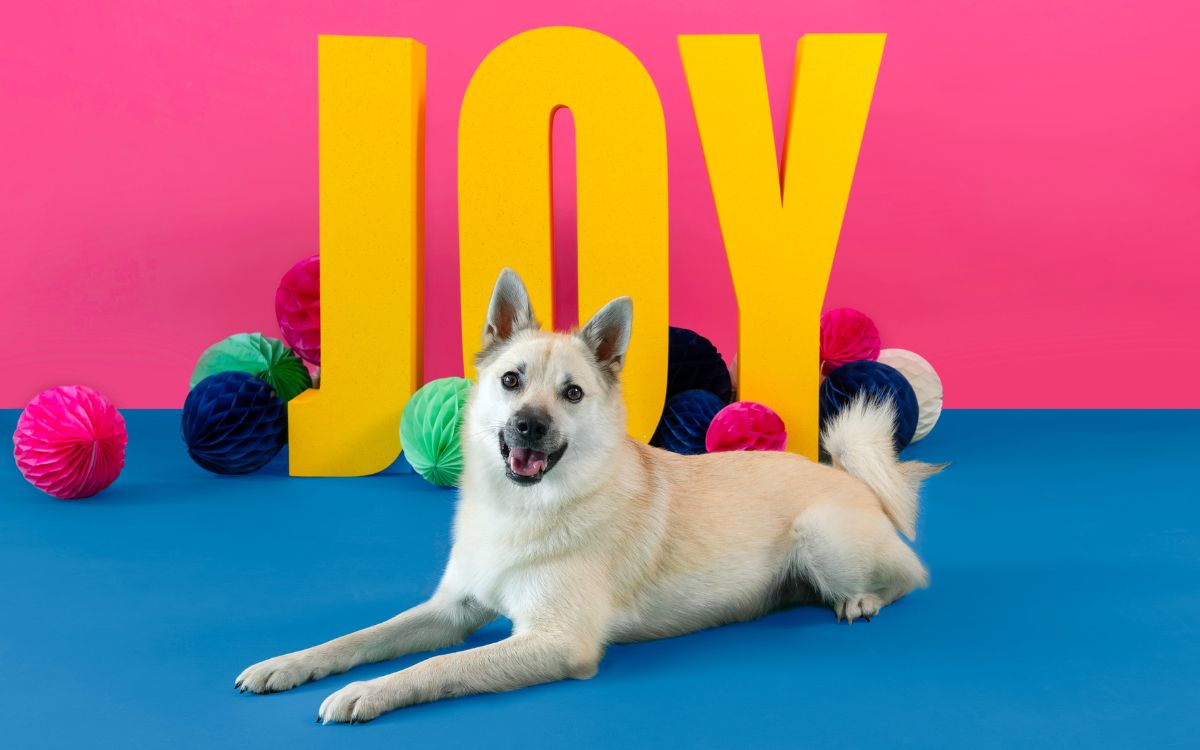 Norwegian Buhund lying down happily in front of Christmas joy sign