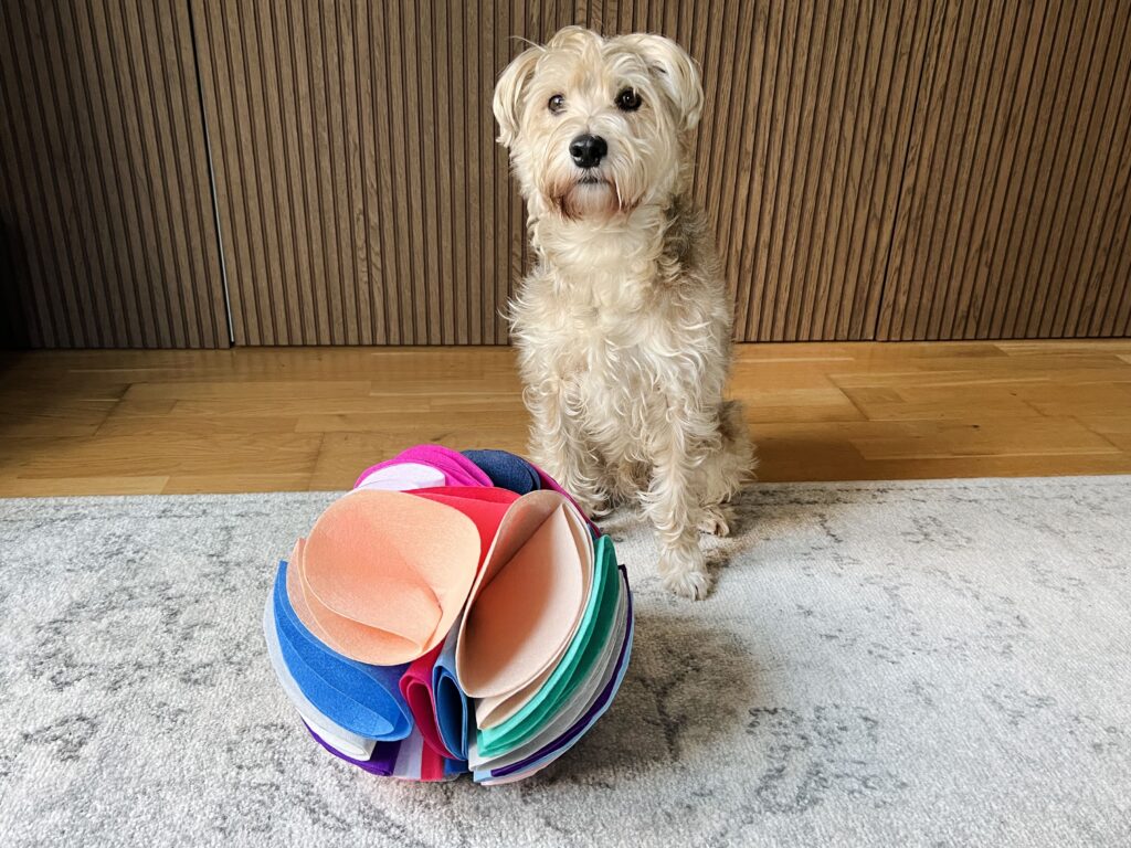 Bear the dog waiting patiently tp use his new snuffle ball!