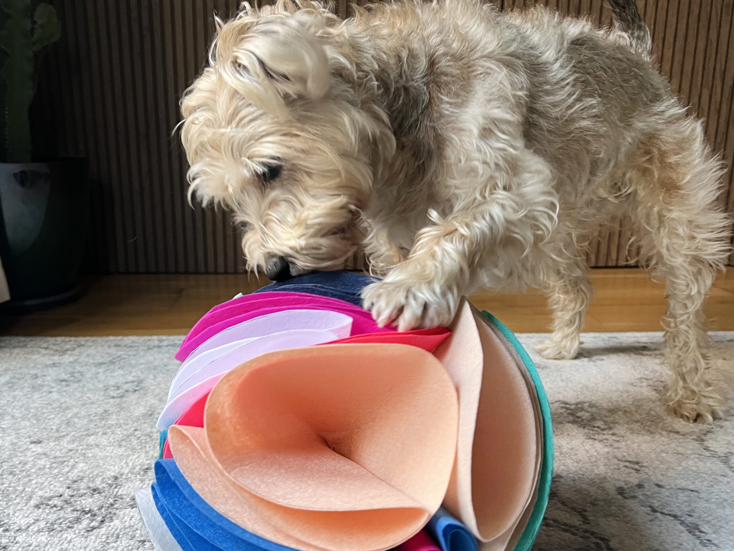 4 creative DIY brain games for dogs - 5 minutes to make