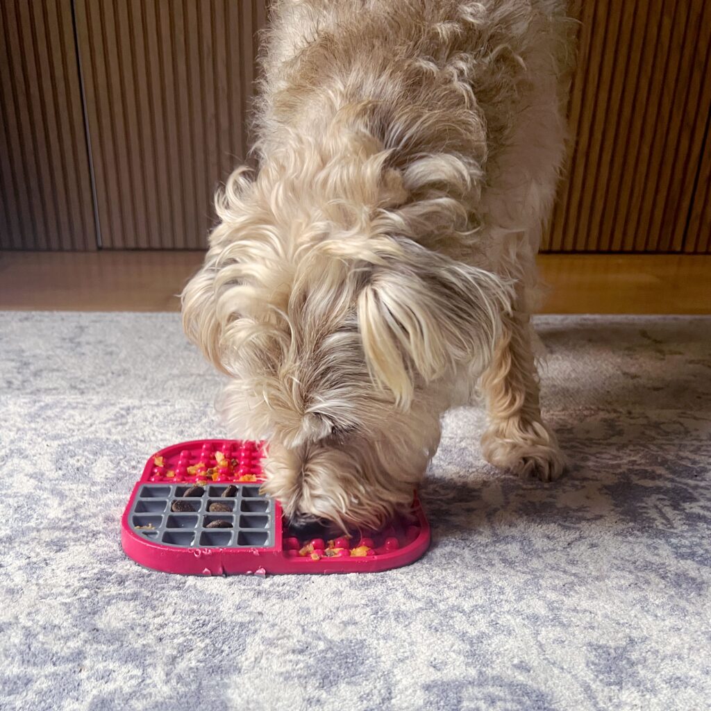 Bear the dog enjoying his Burns Night Neeps and Tatties