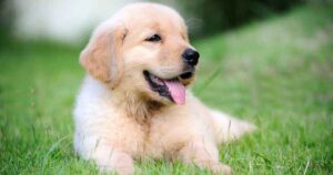 Puppy lying down on grass