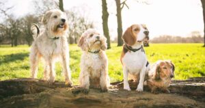 4 dogs on a log. Terrier cross standing looking to the right, Cavapoo sitting looking to the right, Beagle sitting looking to the right, Long-haired Dachshund sitting looking to the right.