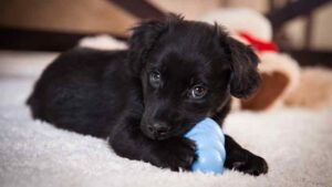 Black puppy chewing on feeder toy