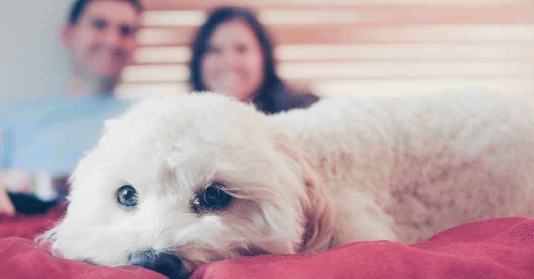 White dog lying on bed staring into camera, couple out of focus and smiling in the background