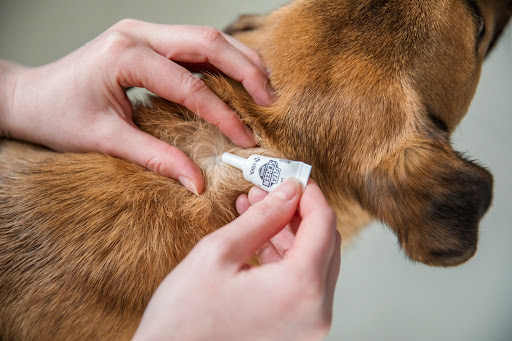 Dog with hair parted at the back of neck to apply flea treatment