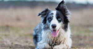 Border Collie lying down on grass with tongue out