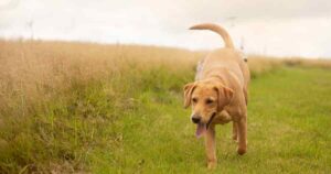 Happy Red Labrador in field walking towards camera, long grass with grass seeds on their left