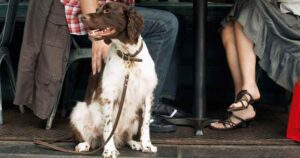 Liver and white Spaniel sitting by a cafe table looking to the left. Man and woman sat behind at cafe table